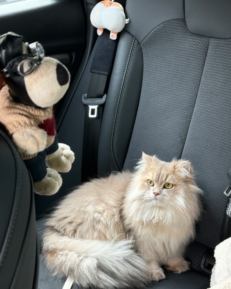 mèo anh lông dài 15