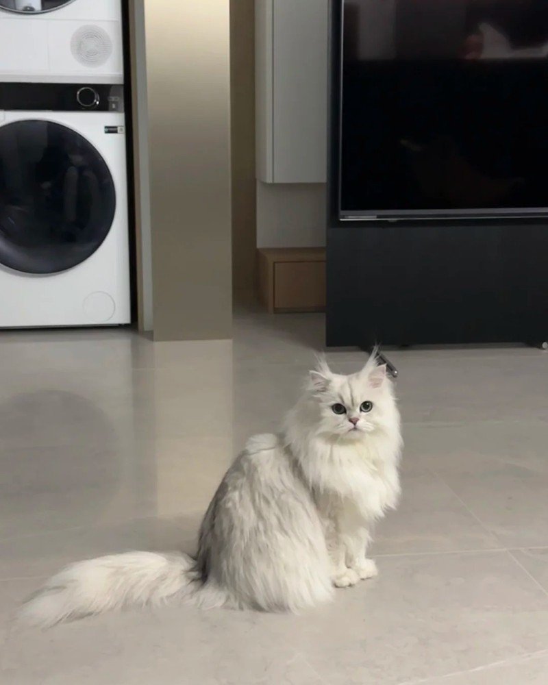 mèo anh lông dài 2