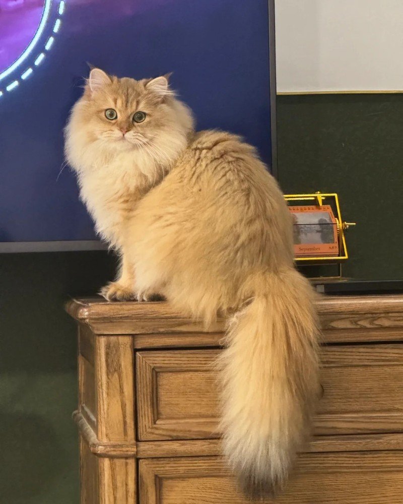 mèo anh lông dài 28