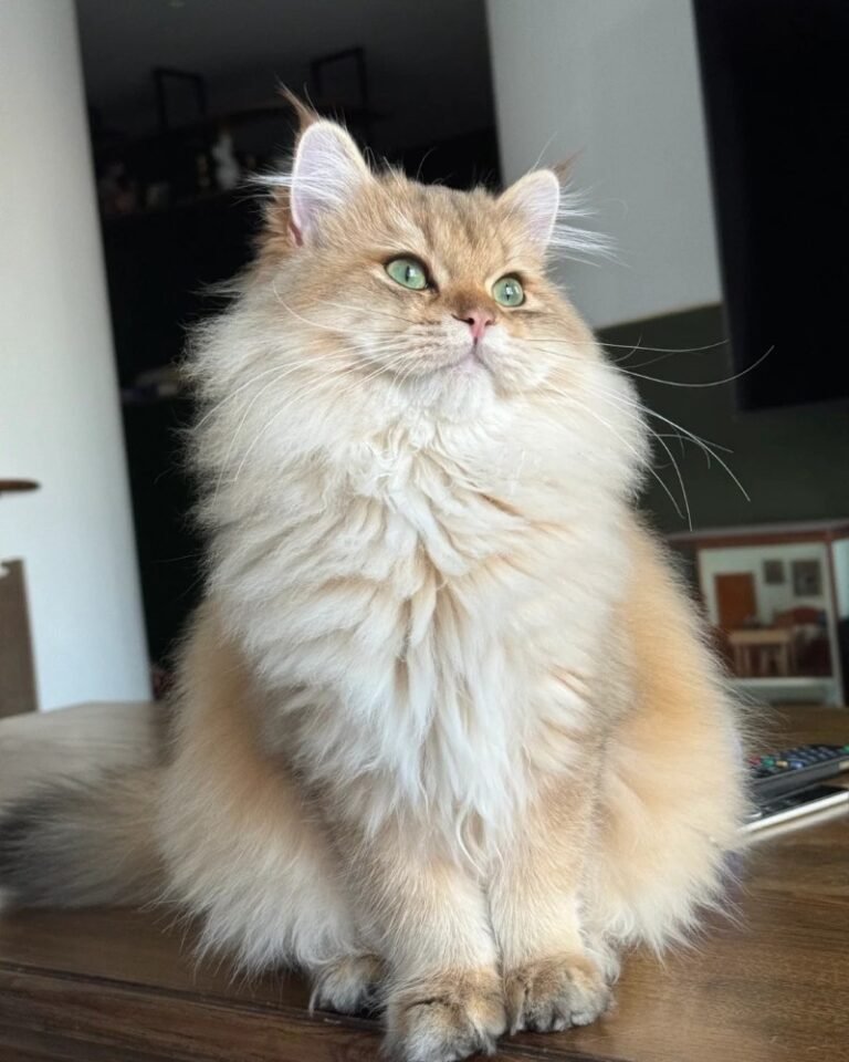 Mèo Anh Lông Dài – Bông Xù Sang Chảnh, Rất Dễ Nuôi