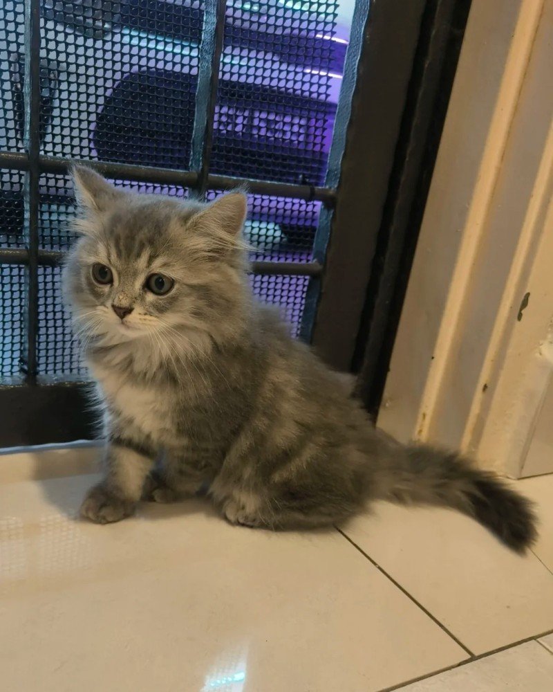 mèo anh lông dài 3