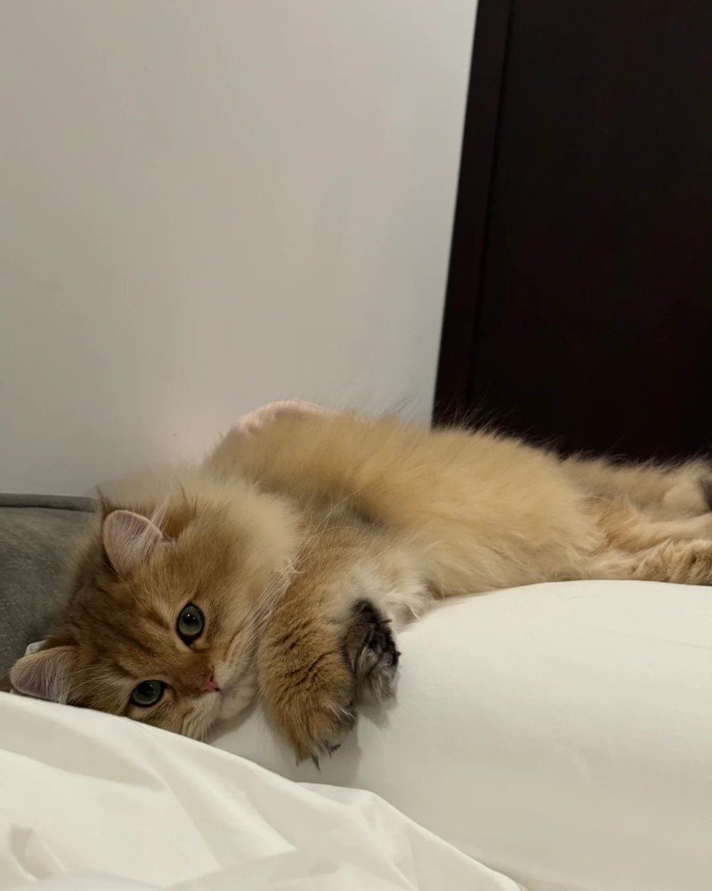 mèo anh lông dài 30