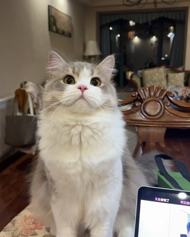 mèo anh lông dài 5