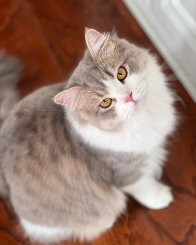 mèo anh lông dài 7