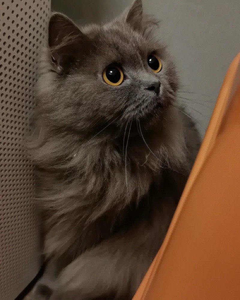 mèo anh lông dài 8