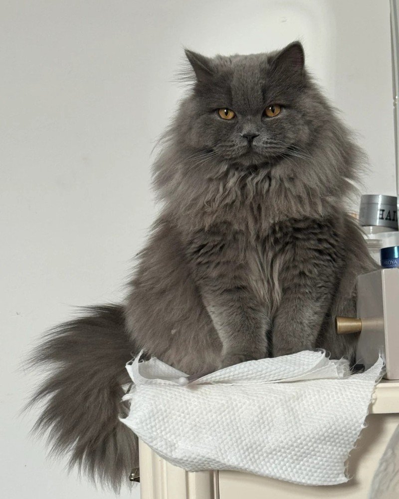 mèo anh lông dài 9