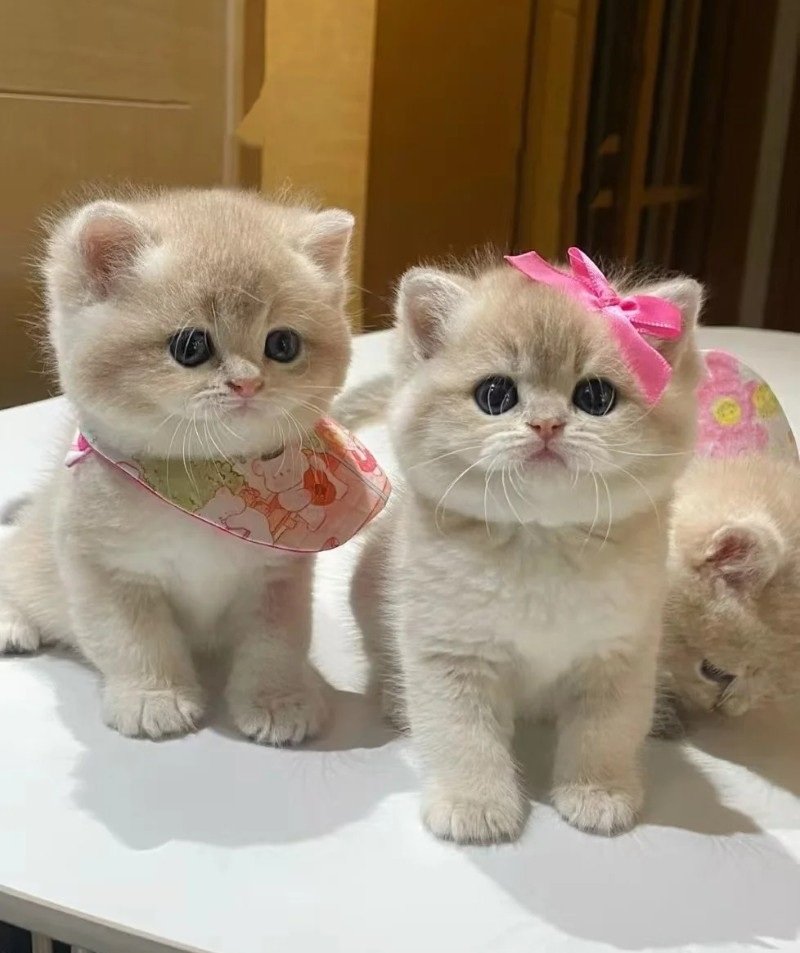 mèo anh lông ngắn 1