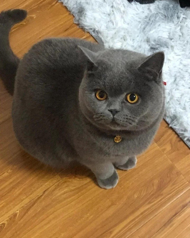 mèo anh lông ngắn 10