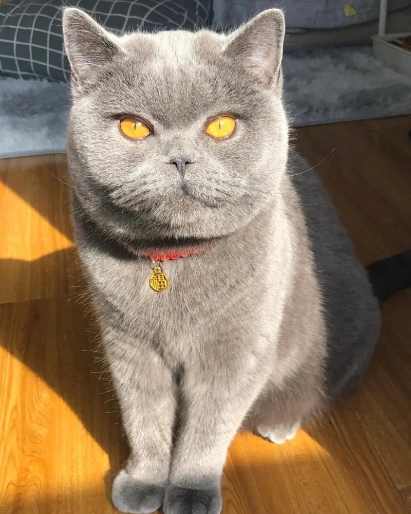 mèo anh lông ngắn 11