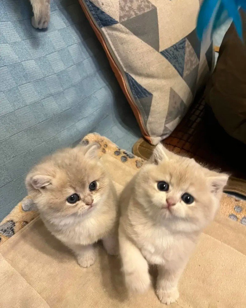 mèo anh lông ngắn 14