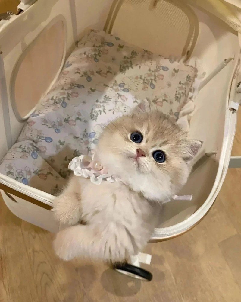 mèo anh lông ngắn 16