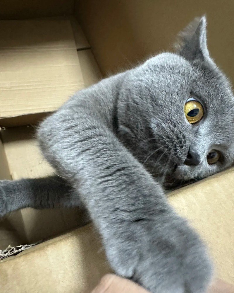 mèo anh lông ngắn 19