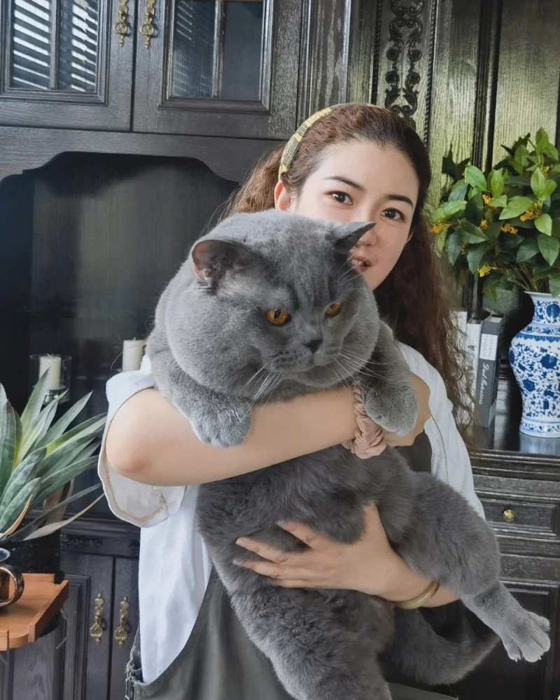 mèo anh lông ngắn 2