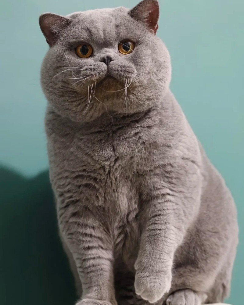 mèo anh lông ngắn 20