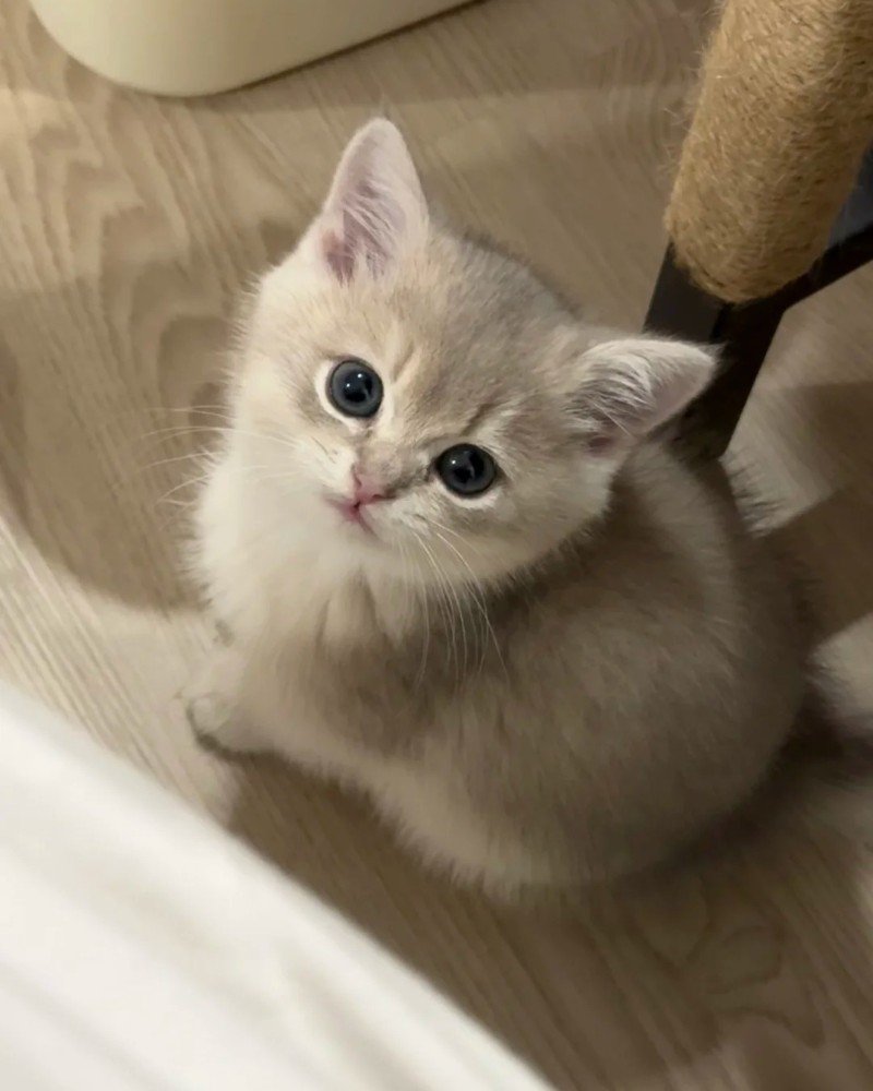 mèo anh lông ngắn 21