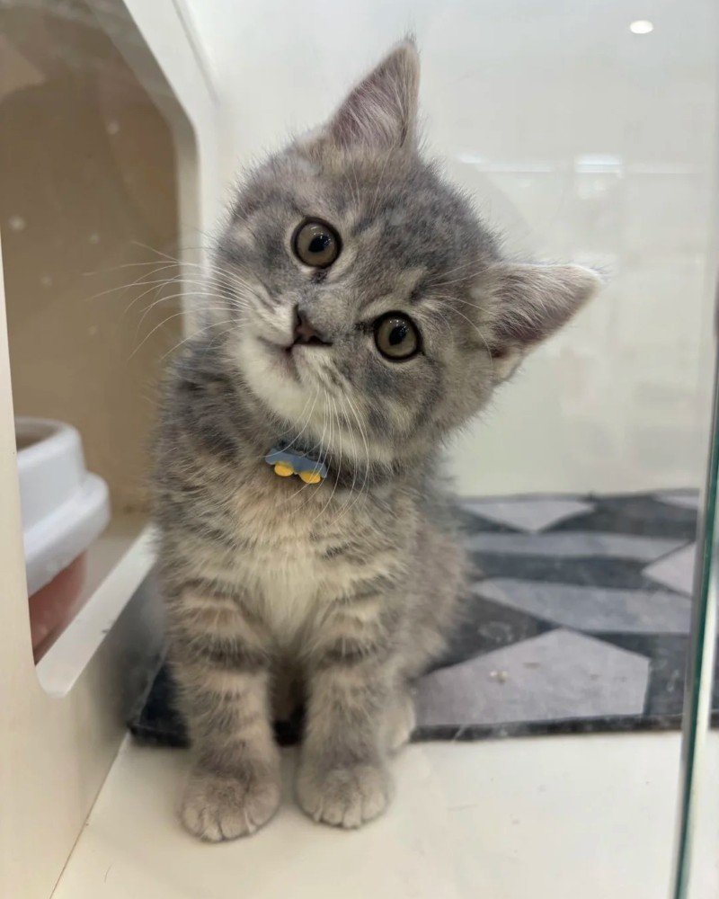 mèo anh lông ngắn 22