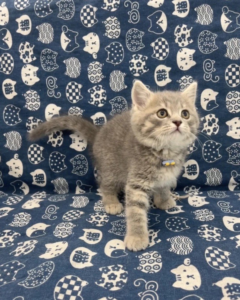 mèo anh lông ngắn 23