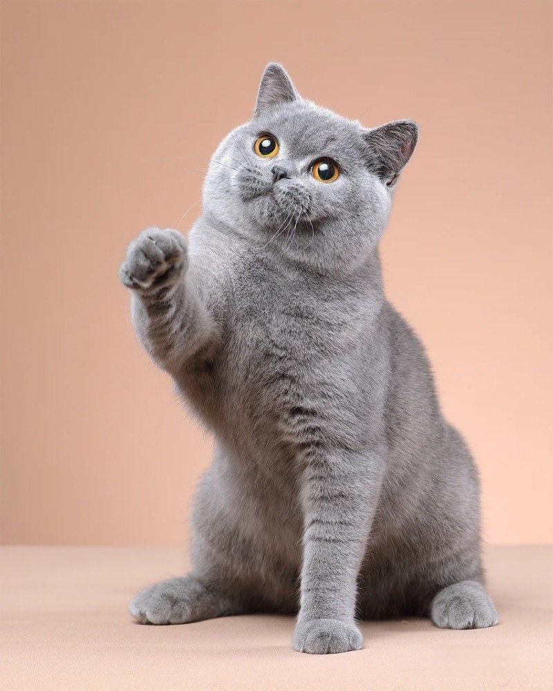 mèo anh lông ngắn 24