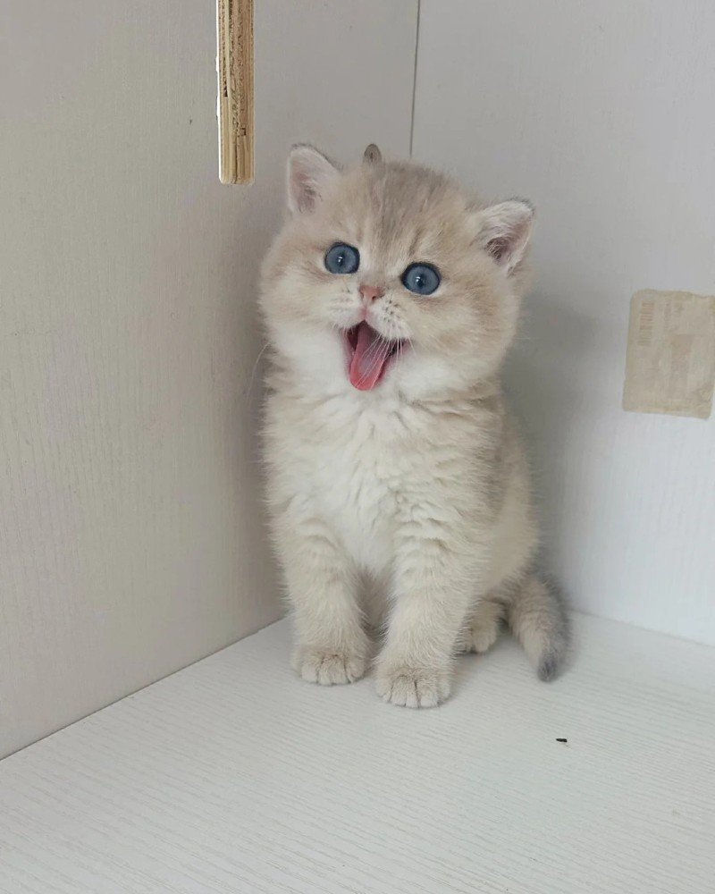 mèo anh lông ngắn 26