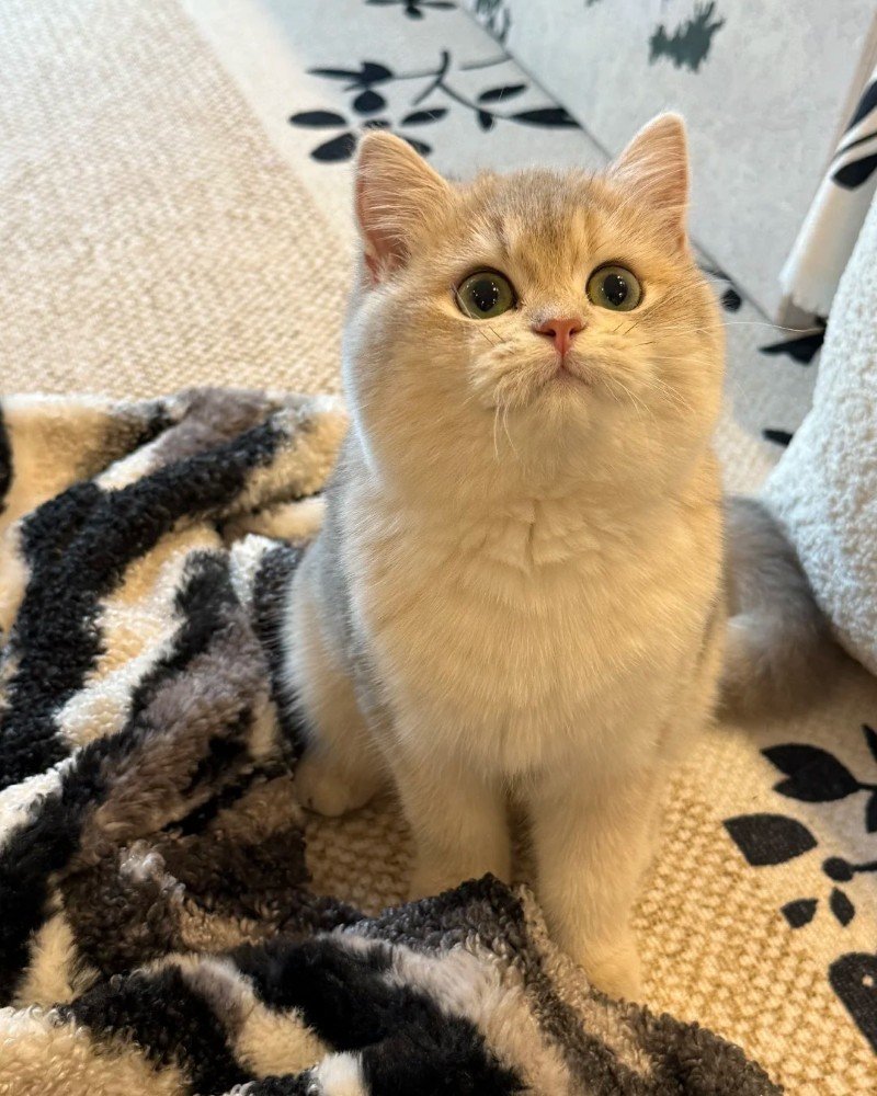 mèo anh lông ngắn 27