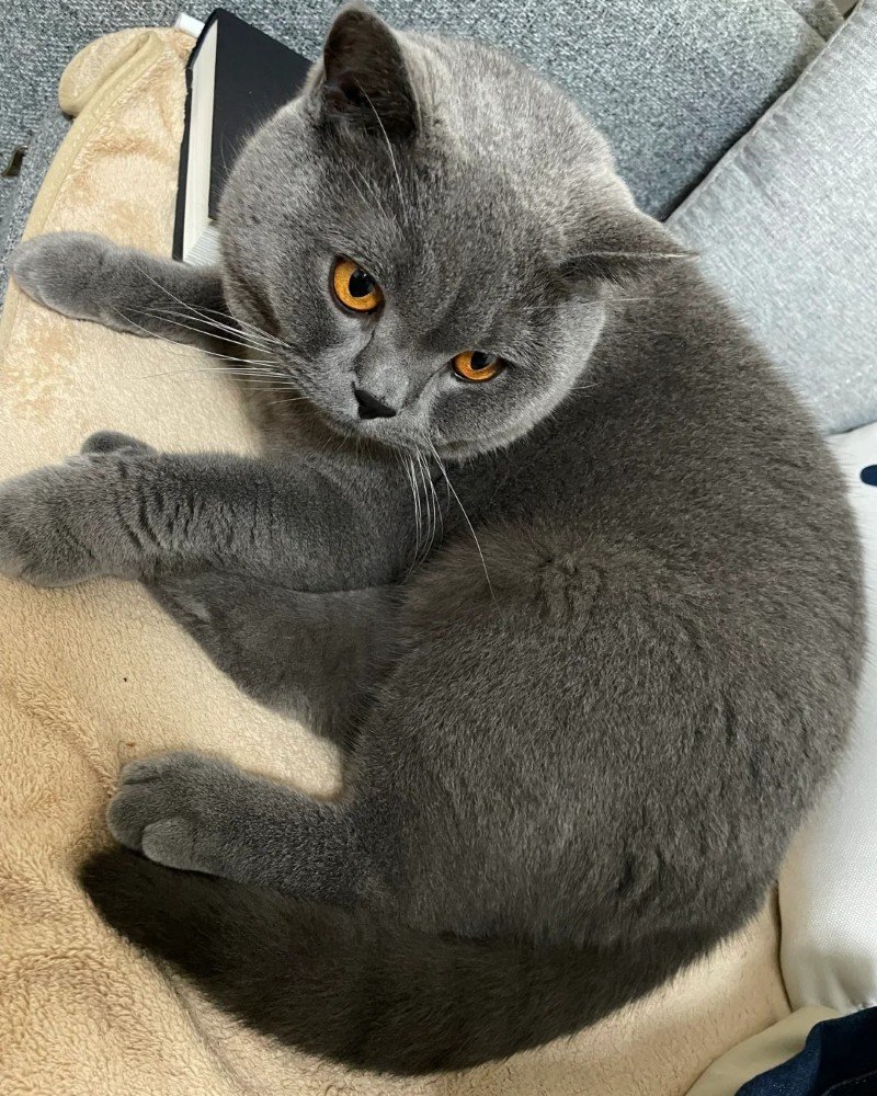 mèo anh lông ngắn 28