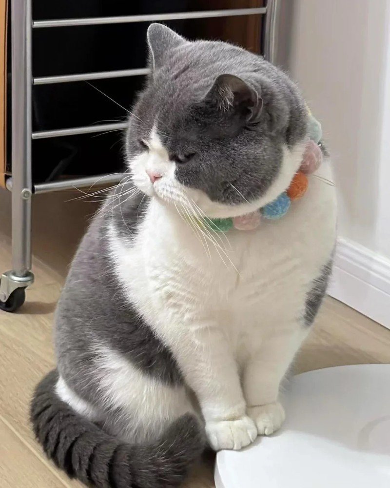 mèo anh lông ngắn 29