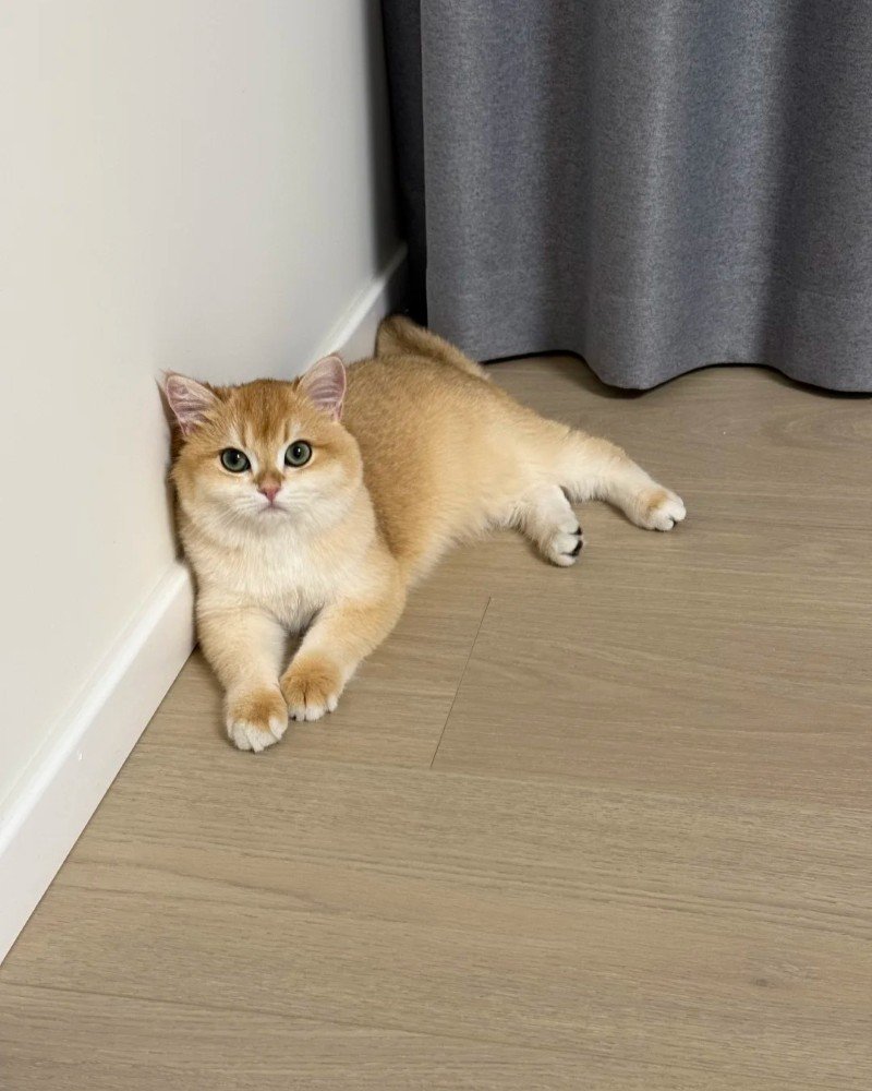 mèo anh lông ngắn 30