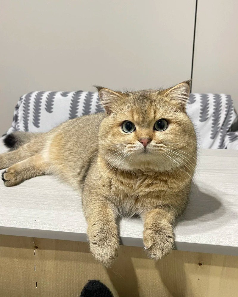 mèo anh lông ngắn 31