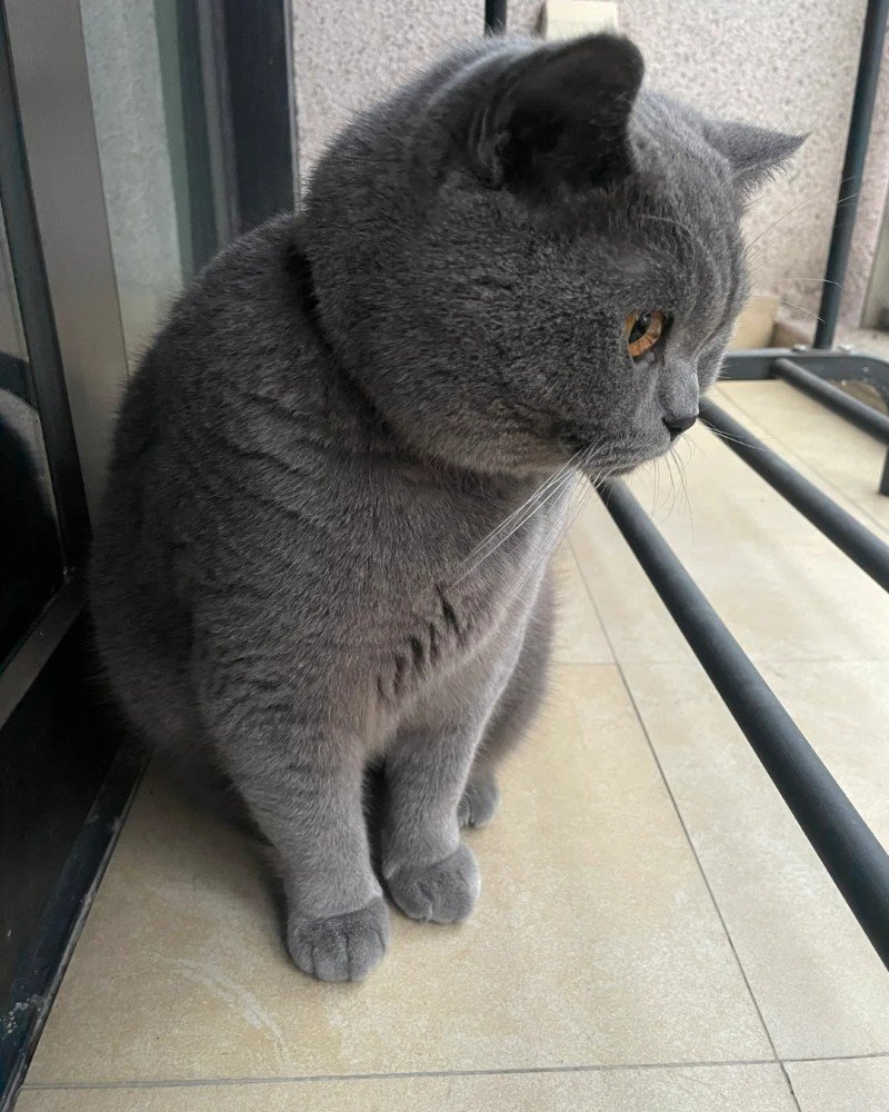 mèo anh lông ngắn 32