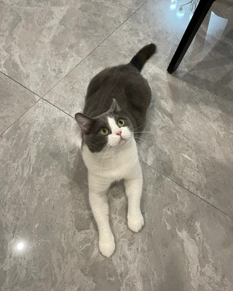 mèo anh lông ngắn 5