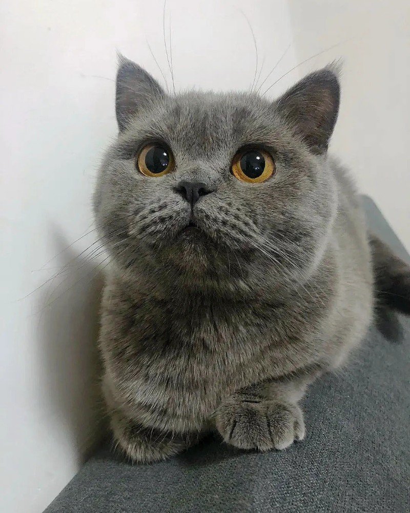 mèo anh lông ngắn 6