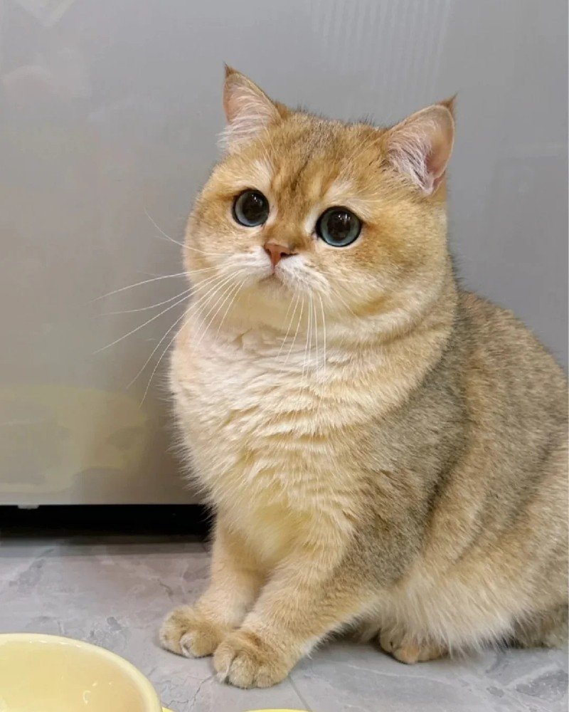 mèo anh lông ngắn 7