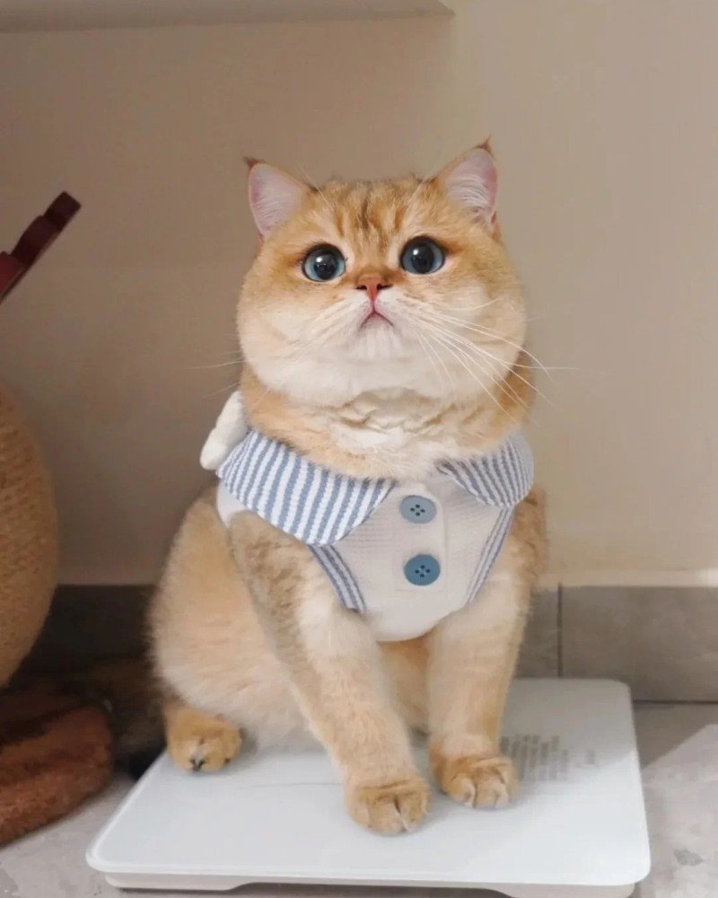 mèo anh lông ngắn 8