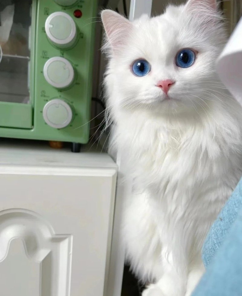 Mèo Ba Tư – Sang Trọng, Hiền Lành Và Rất Được Yêu