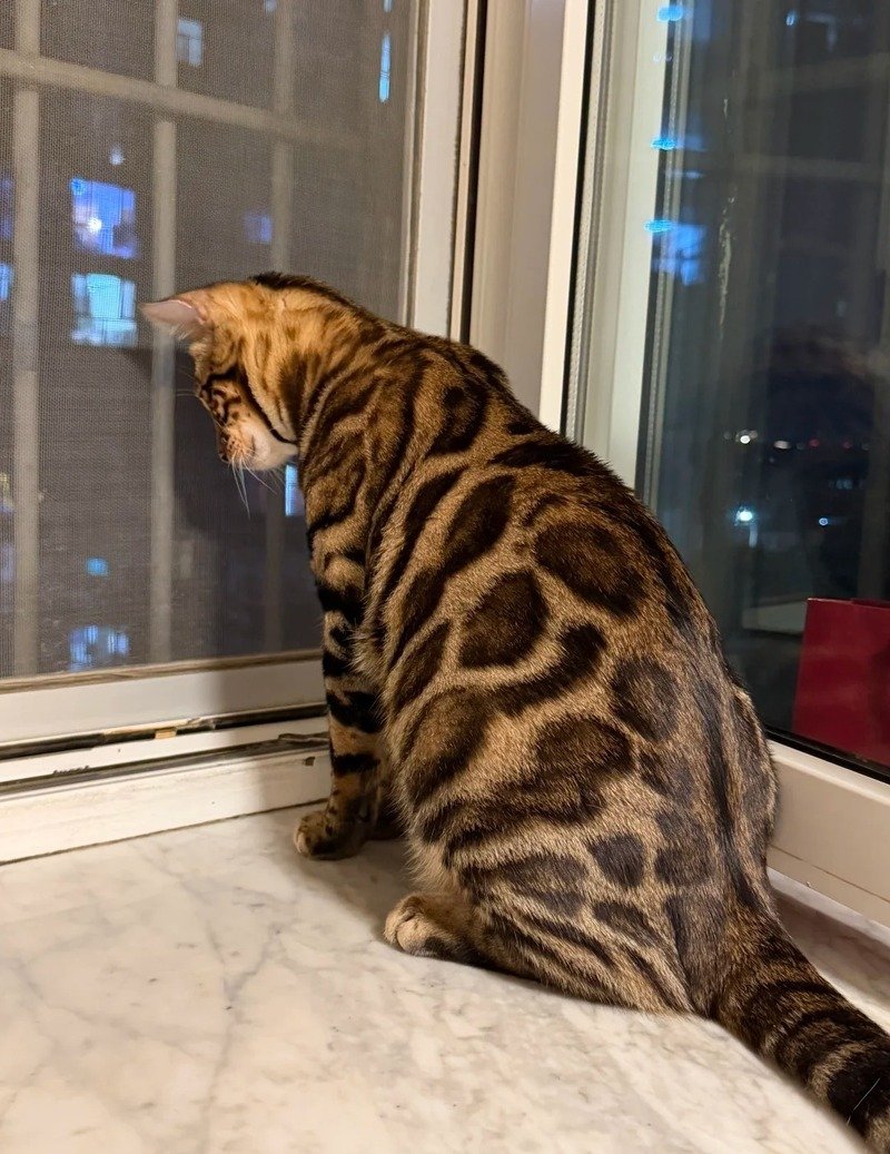 Mèo báo đang leo cây trong môi trường sống