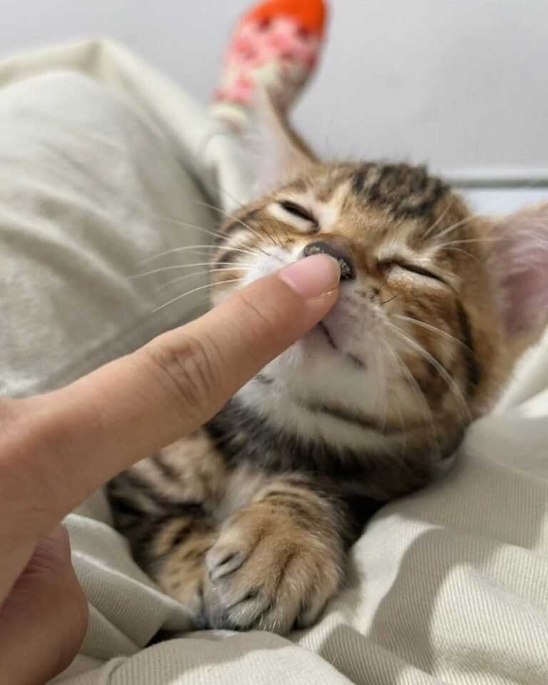 Mèo Báo – Hoang Dã, Thông Minh Và Cực Kỳ Cuốn Hút