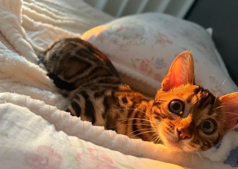 Mèo báo với màu lông vàng đen nổi bật