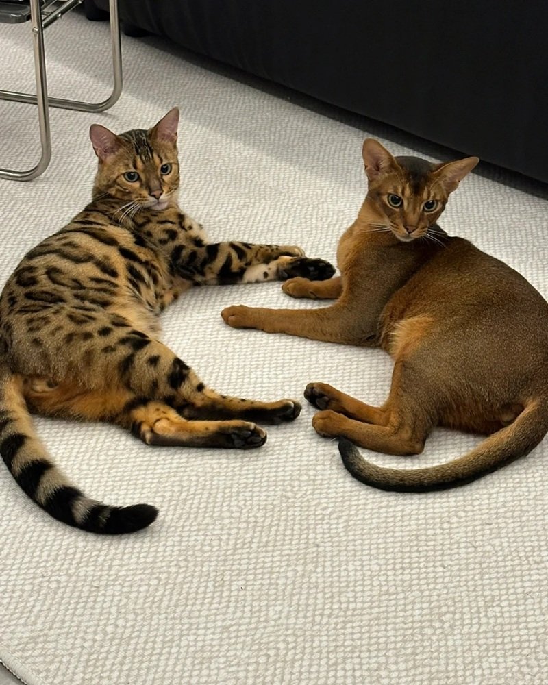 mèo bengal 1