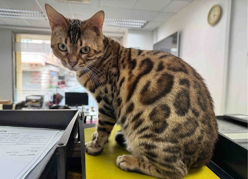 mèo bengal 13