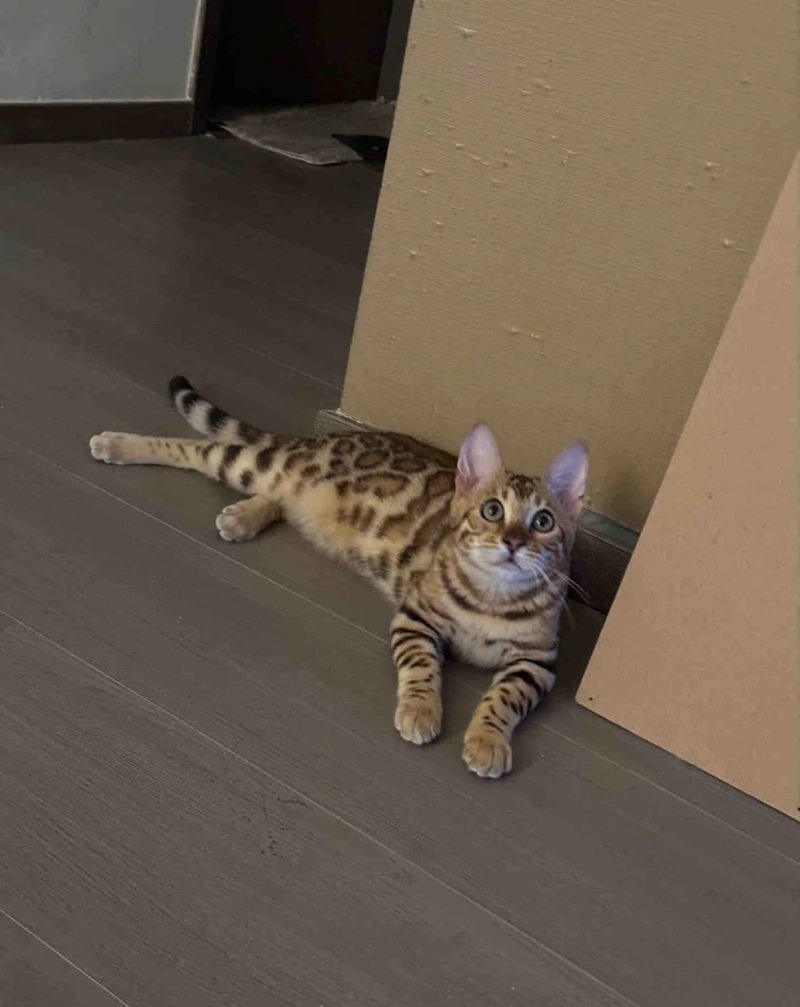 mèo bengal 14