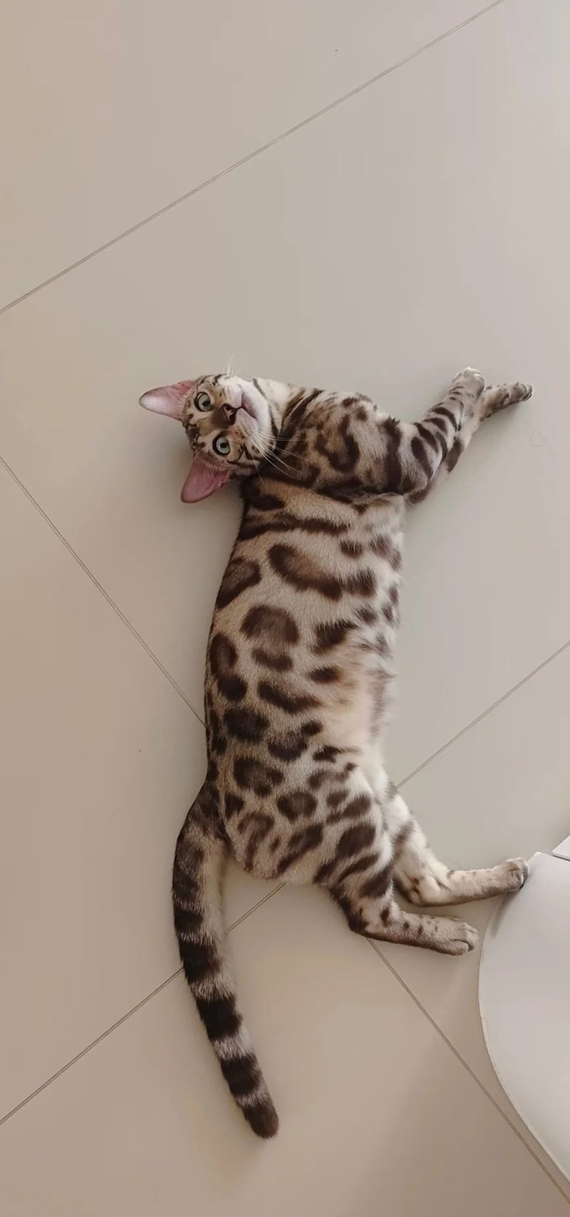 mèo bengal 16
