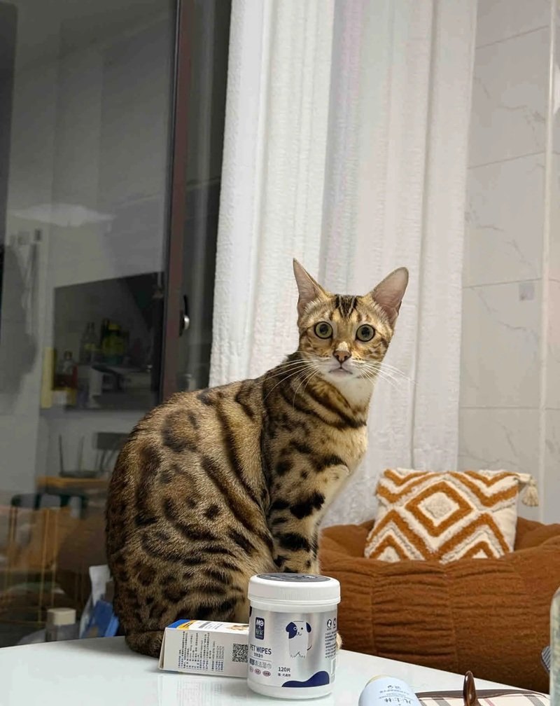mèo bengal 18