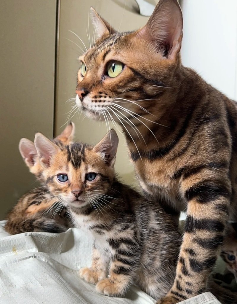 mèo bengal 19