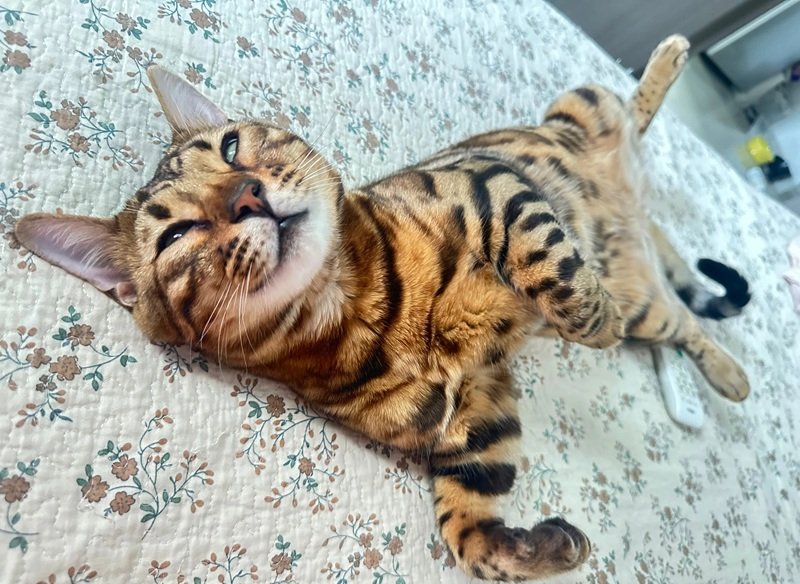 mèo bengal 20