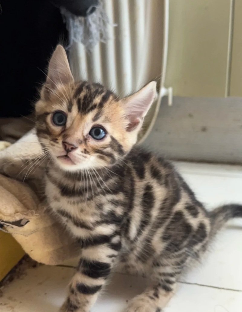 mèo bengal 21