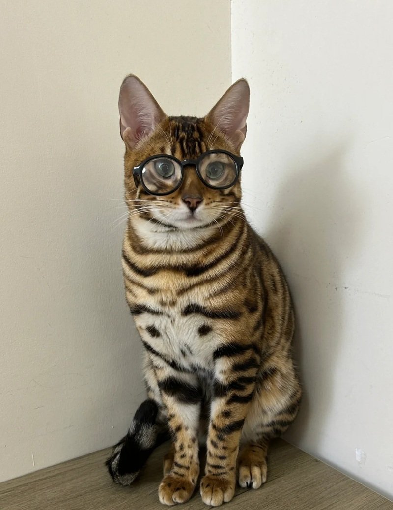 mèo bengal 25