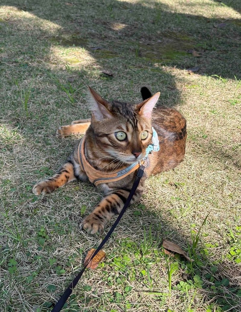 mèo bengal 26