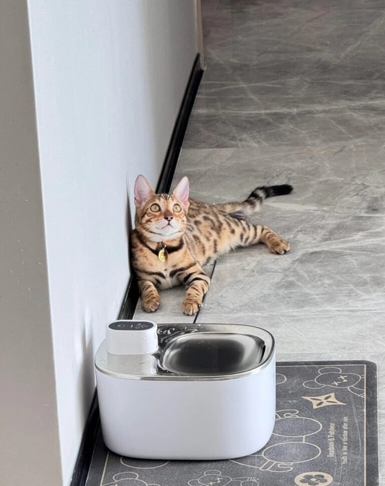 Mèo Bengal: Nguồn gốc, đặc điểm, cách nuôi và giá bán