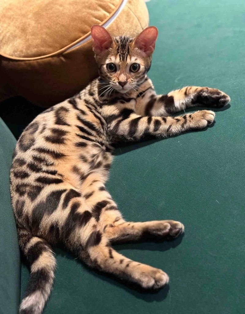 mèo bengal 28