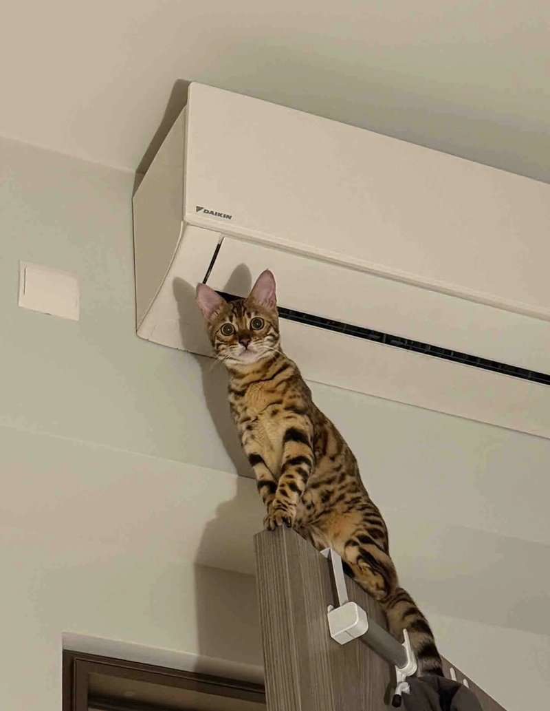 mèo bengal 29